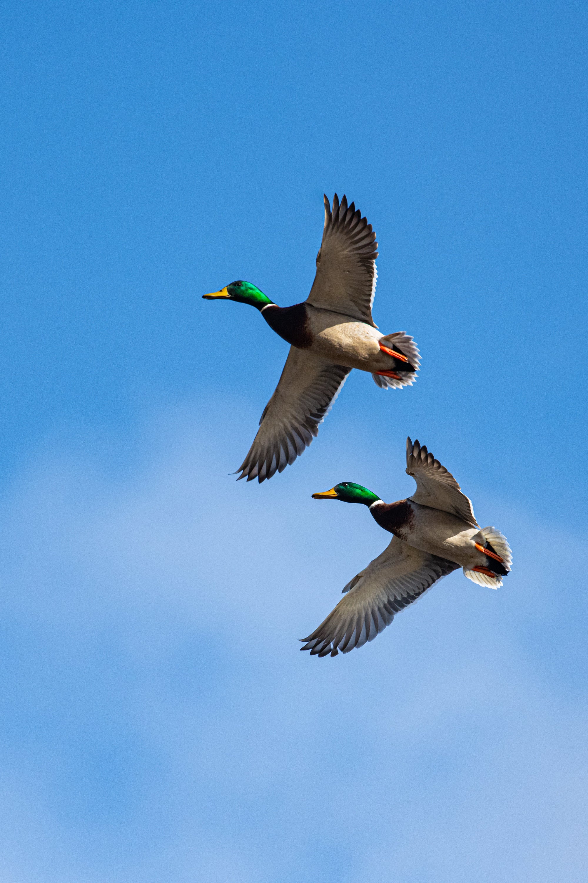 Duck Season Is Upon Us